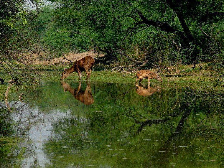 Hotel Eagle Nest Bharatpur Esterno foto